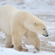 Illustration for article titled Analysis of polar bear DNA shows they’re an ancient species with a tangled history